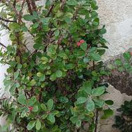 مرجان طبیعی زنده