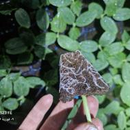 فروش بوته خیار ویکتور