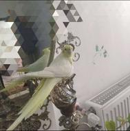 عروس هلندی لوتینو