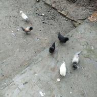 جوجه لهستانی و جوجه اردک محلی