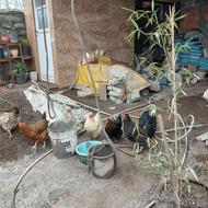 فروش مرغ تخم گذار