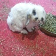 فروش خرگوش لوپ