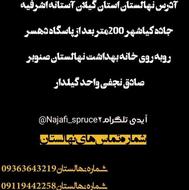 نهال صنوبر اصلاح شده