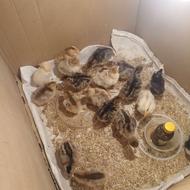 جوجه بوقلمون و جوجه گلین