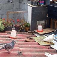 2کبوتر سیاه وسفید