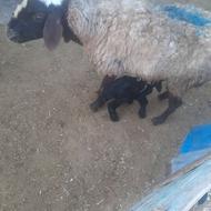 فروش میش با بره