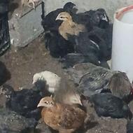 جوجه گلپایگان اصل