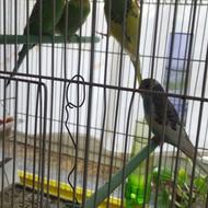 مرغ عشق نر و ماده سالم