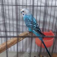 مرغ عشق نر اماده