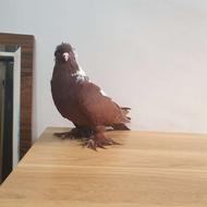 ککلی نر یک میلیون چهارصد