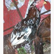 فروش خروس لاری