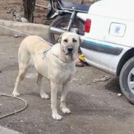 سگ سرابی ماده واگذاری