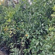 فروش یکجا نهال 1000 عدد