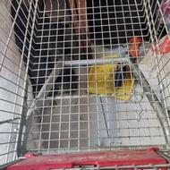 چرخ خرید درحدنو