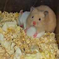 نژاد برتر همستر موجود شد. همستر مینیاتوری