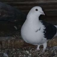 کبوتر آلمانی ماده