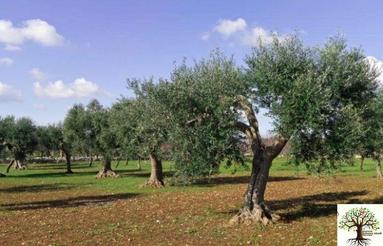 درخت زیتون تنه کلفت خریدارم با ریشه