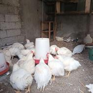 مرغ گوشتی ارگانیک