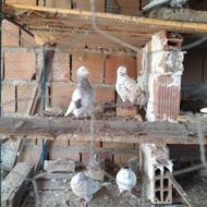 کفتر یاکبوتر