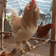 فروش مرغ و خروس گلین و تک خروس مرندی