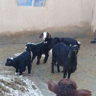 فروش دو راس بز و بزغاله