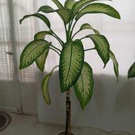 گل دیفن بسیار زیبا