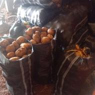 سیب درجه یک سانتا