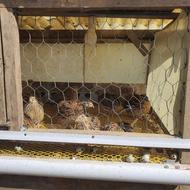 28 عدد بلدر چین تخمگذار