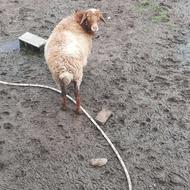 بره نر سرحال