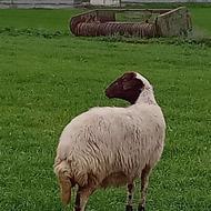 گوسفند آبستن سنگین شکم دوم