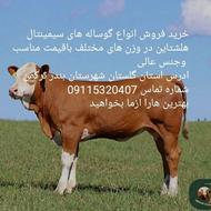 سیمینتال و هلشتاین