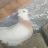 کبوتر طوقی.