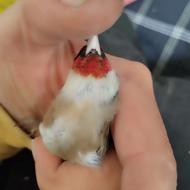 سهره داغسر کرواتی