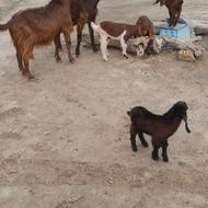 بز بزغاله دار جنس