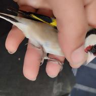 سهره رسمی گردن کلفت