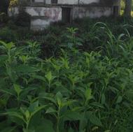 زمین550متری با انباری در یوسفده لاهیجان