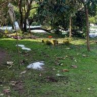 زمین مسکونی270متری با امتیازات در سپردان