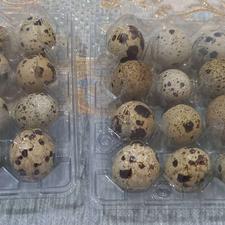 تخم بلدرچین