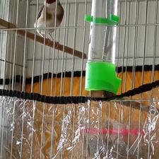 سهره سه ساله