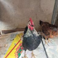 مرغ وخروس محلی