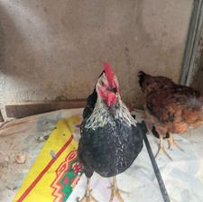 مرغ وخروس محلی