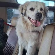 واگذاری سگ میکس اشپیتز نر