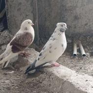 کبوتر یا کفتر