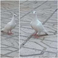 یک جفت جوجه آلمانی پلاکی ذات دار