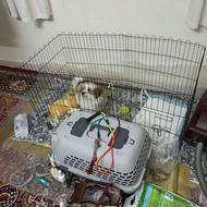 واگذاری شیتسو اصل سه ماه تمام شناسنامه دار