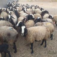 میش اصیل شال بره دار