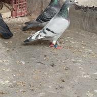 کبوتر مسافتی