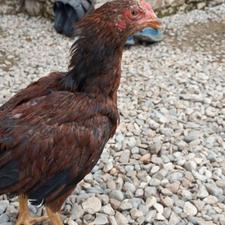 جوجه لاری اصیل