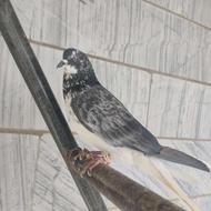 کبوتر نرو ماده