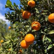 هرس واصلاح تخصصی درختان پرتقال شما